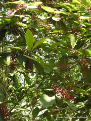 Miconia trinervia