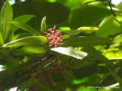 Miconia trinervia