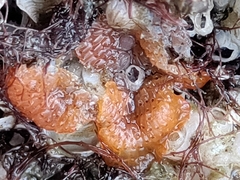 Watersipora cucullata