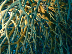 Subergorgia suberosa