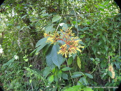 Palicourea padifolia