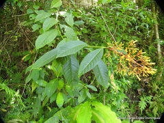 Palicourea padifolia