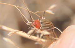 Disonycha brevilineata