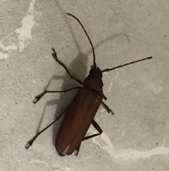 Strongylaspis corticaria