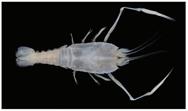 Flatback Lobster
