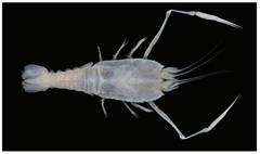 Flatback Lobster