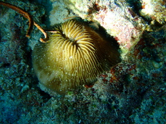 Pleuractis granulosa