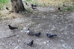 Columba livia domestica