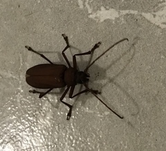 Strongylaspis corticaria