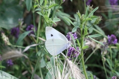 Pieris rapae