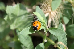 Coccinella septempunctata