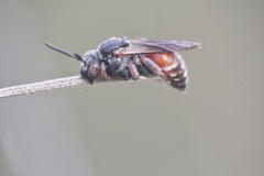 Pasites maculatus
