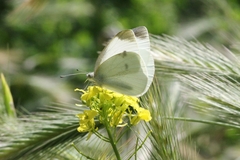 Pieris rapae