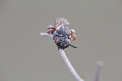 Pasites maculatus