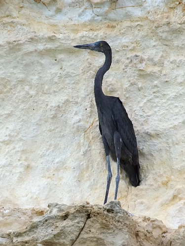 Humblot's Heron