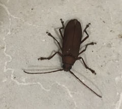 Strongylaspis corticaria