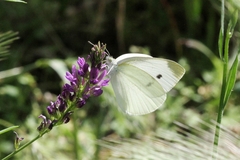 Pieris rapae