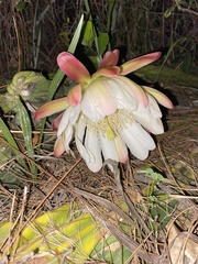 Cereus hildmannianus