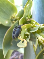 Mecinus janthiniformis