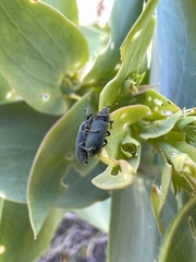Mecinus janthiniformis