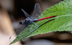Orthetrum schneideri
