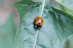 Coccinella septempunctata