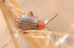 Disonycha brevilineata
