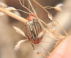 Disonycha brevilineata