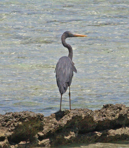 Humblot's Heron