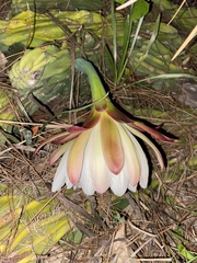Cereus hildmannianus