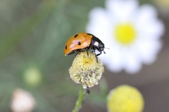 Coccinella septempunctata