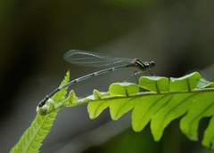 Nososticta impercepta