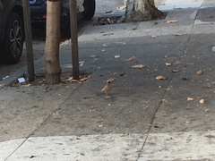 Turdus migratorius