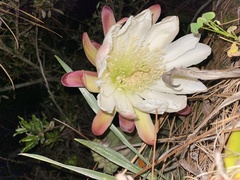 Cereus hildmannianus