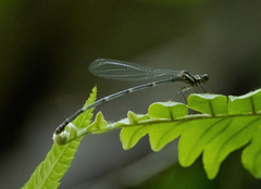 Nososticta impercepta
