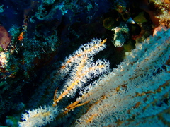 Subergorgia suberosa