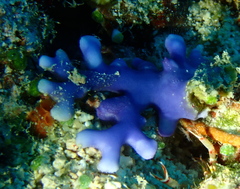 Distichopora violacea