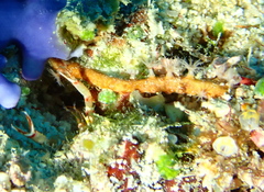 Subergorgia suberosa