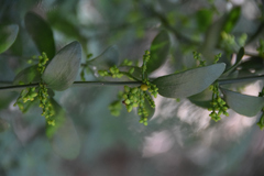 Phoradendron quadrangulare