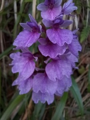 Dactylorhiza foliosa