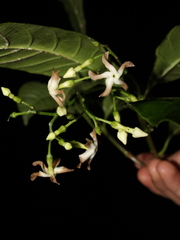 Tabernaemontana longipes