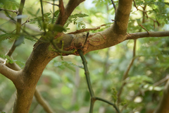 Phoradendron quadrangulare