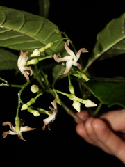 Tabernaemontana longipes