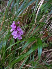Dactylorhiza foliosa
