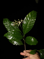 Tabernaemontana longipes