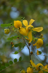 Senna trachypus