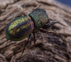 Sassacus cyaneus