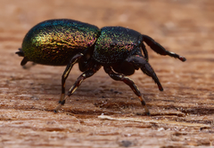 Sassacus cyaneus