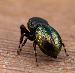 Sassacus cyaneus