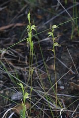 Pterostylis daintreana